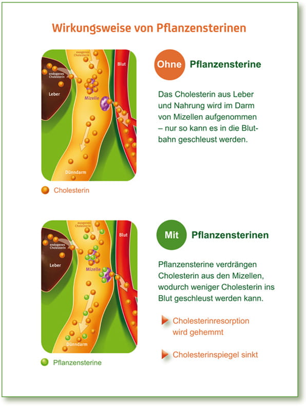 Wirkungsweise von Pflanzensterinen