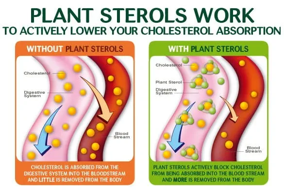Plant Sterols work