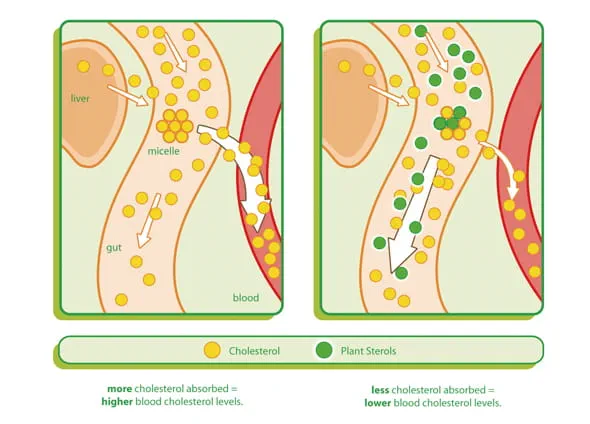 How do plat sterols work