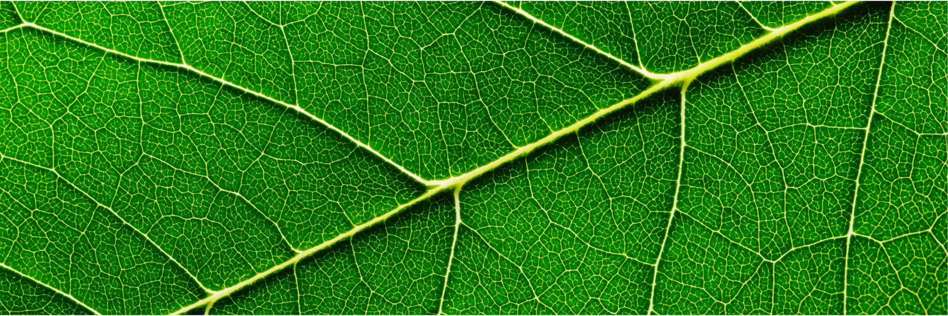 plant sterols guidelines