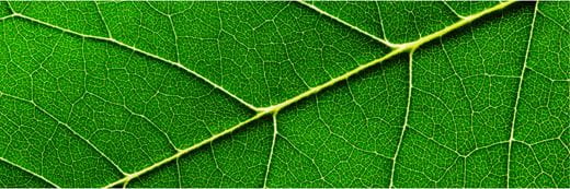 plant sterols guidelines