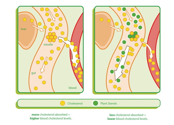 What are plant sterols