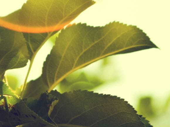 What are plant sterols