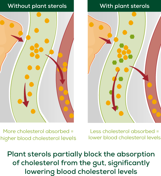 lower-cholesterol