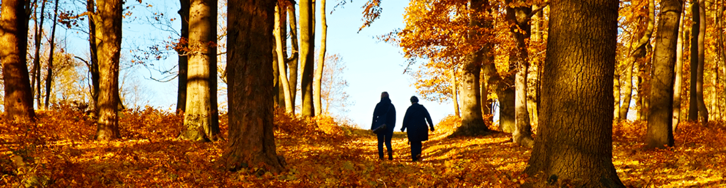 Le dossier d automne