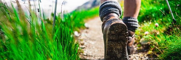 plant sterols role