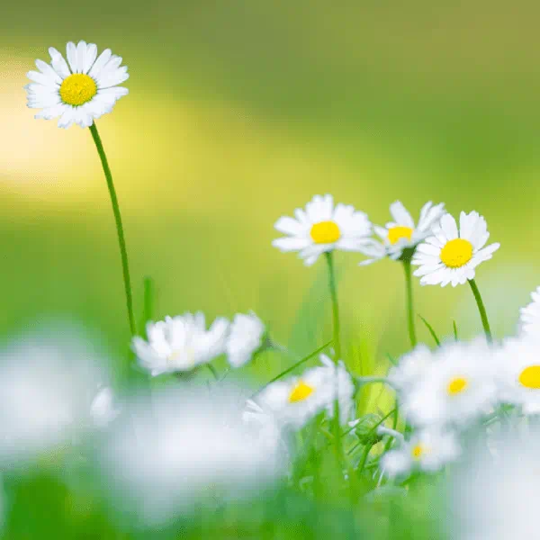 Cholesterol studies onderzoek