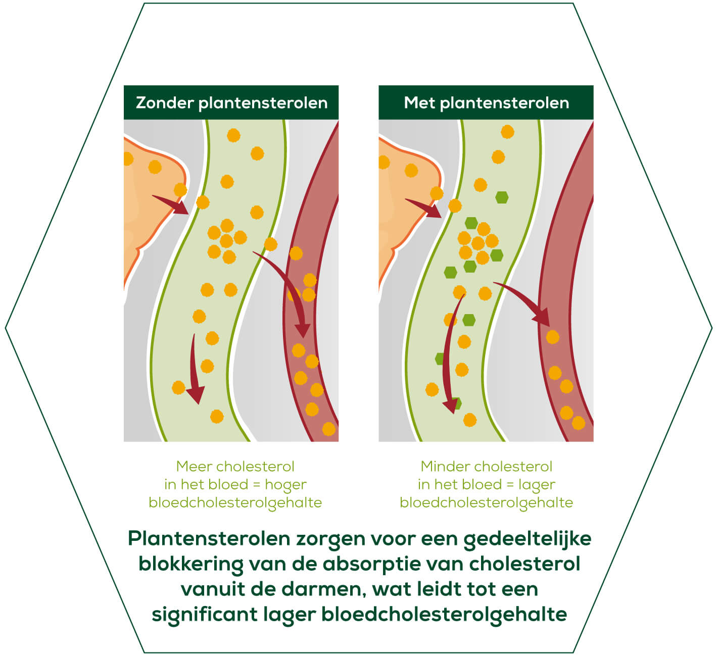 Hoe verlagen plantensterolen cholesterol?